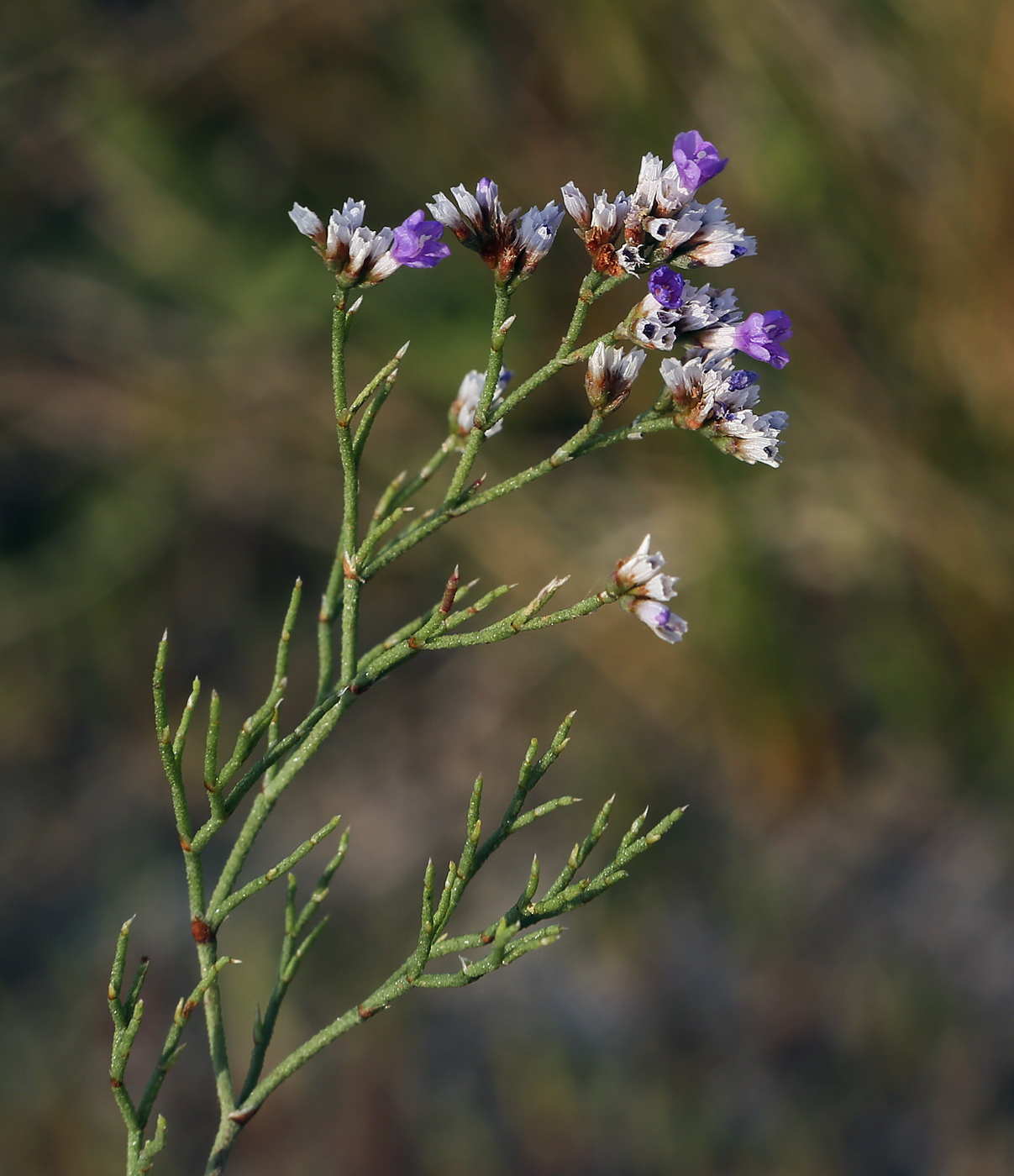 Изображение особи Limonium caspium.