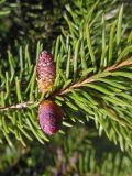 Picea &times; fennica