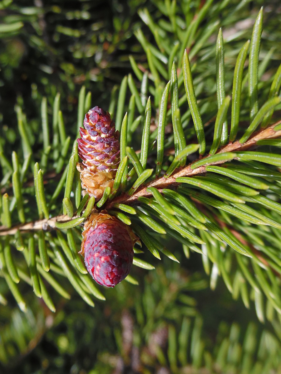 Image of Picea &times; fennica specimen.