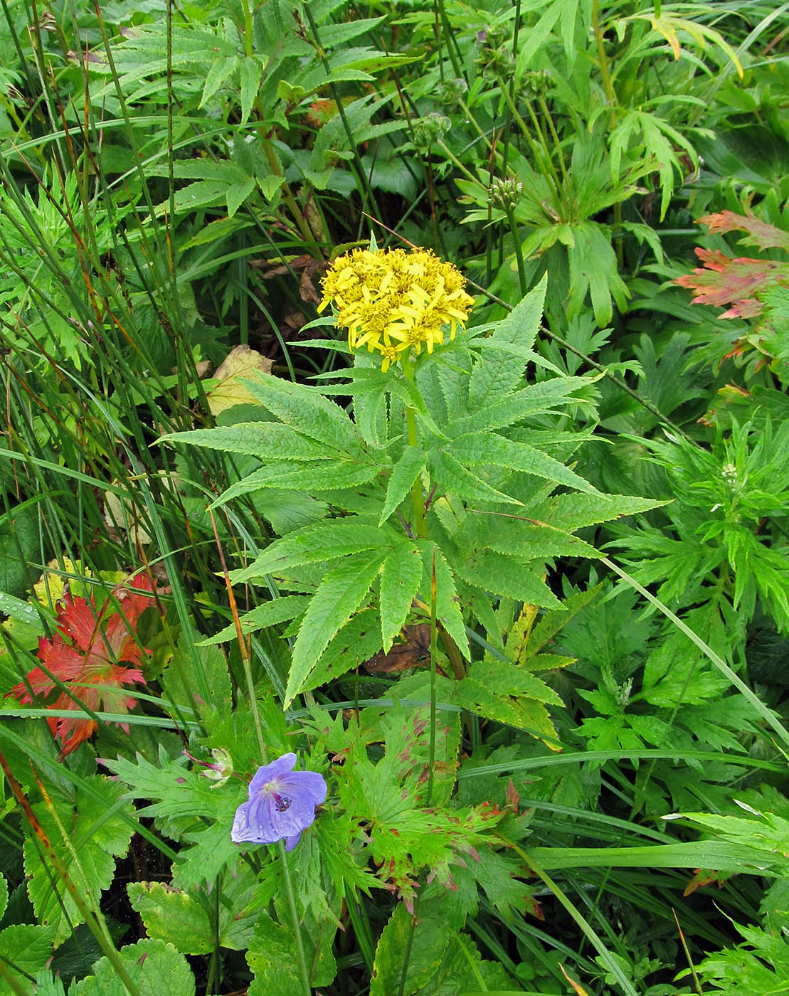 Image of Senecio cannabifolius specimen.