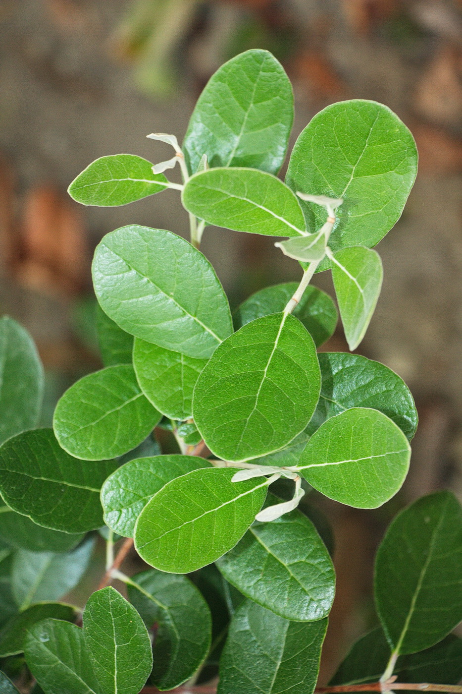 Image of Acca sellowiana specimen.