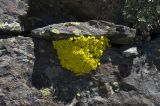 Draba bryoides. Цветущее растение. Кабардино-Балкария, Приэльбрусье, рядом с вершиной горы Донгузорунгитчечатбаши, перевал профессора Абдулаха, ≈ 3000 м н.у.м. 09.07.2009.