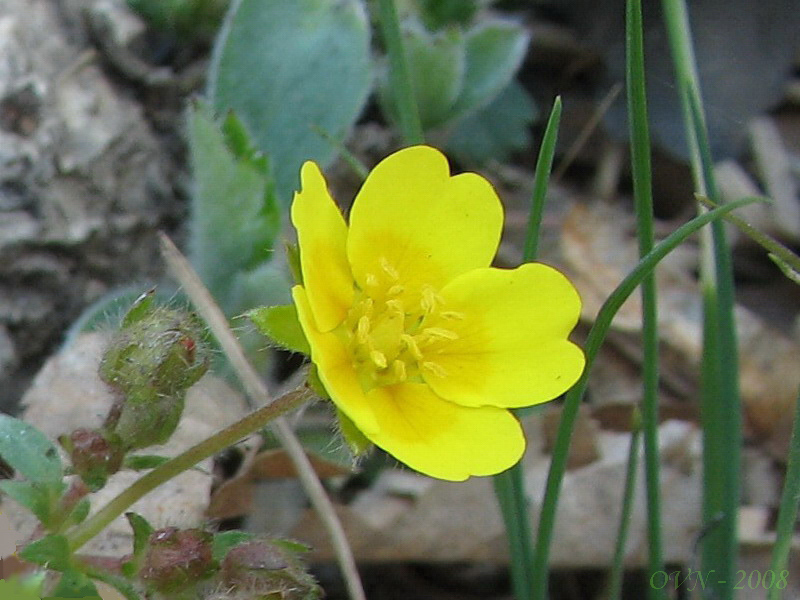 Image of Potentilla fragarioides specimen.