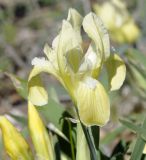 Iris pumila subspecies attica