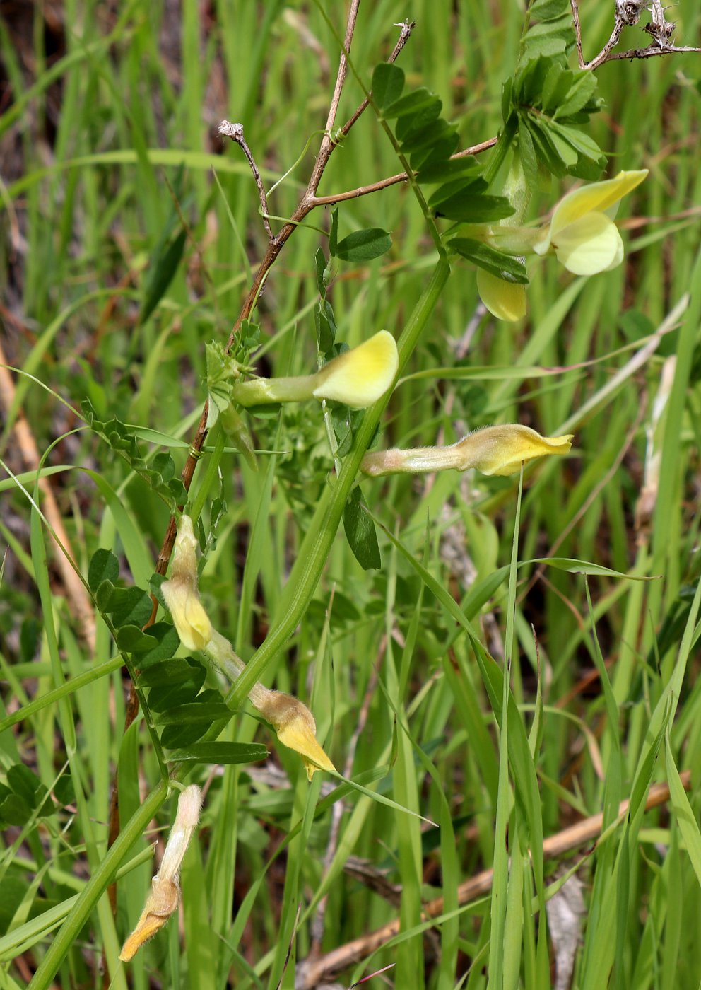 Image of Vicia hybrida specimen.