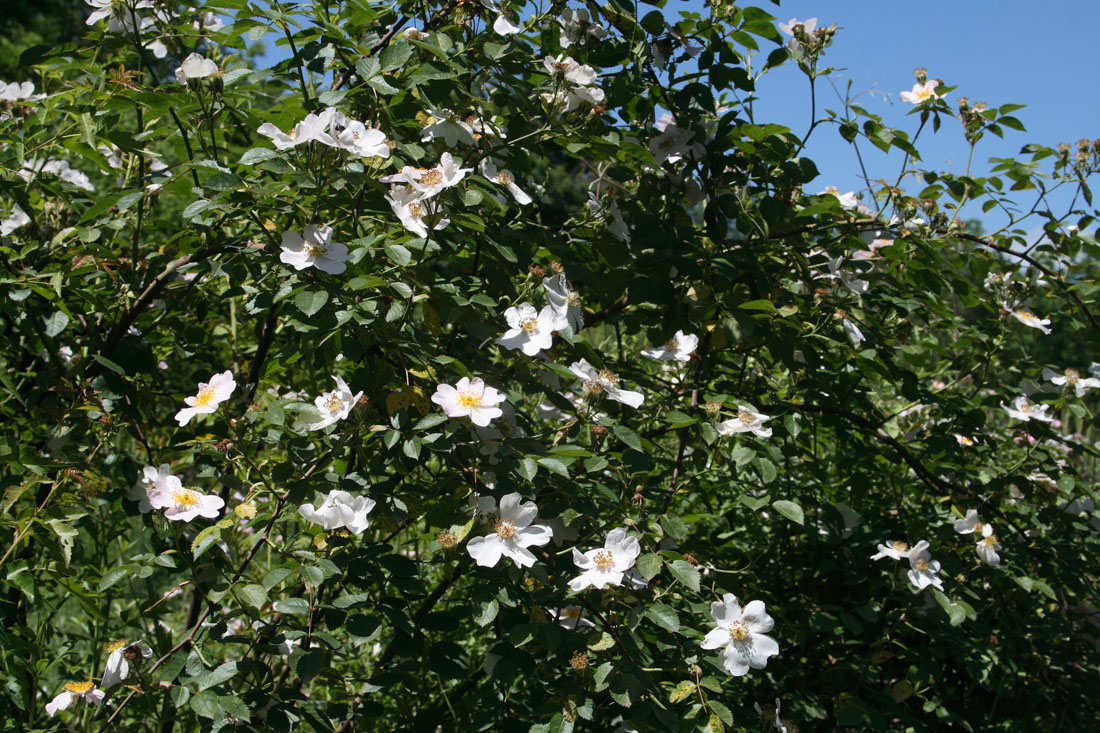 Image of Rosa canina specimen.