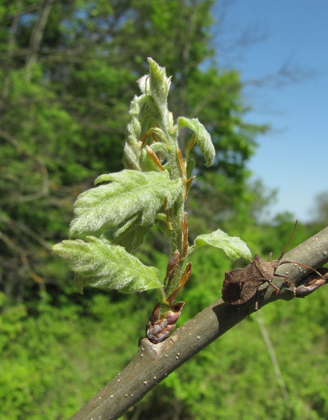 Image of Quercus pubescens specimen.