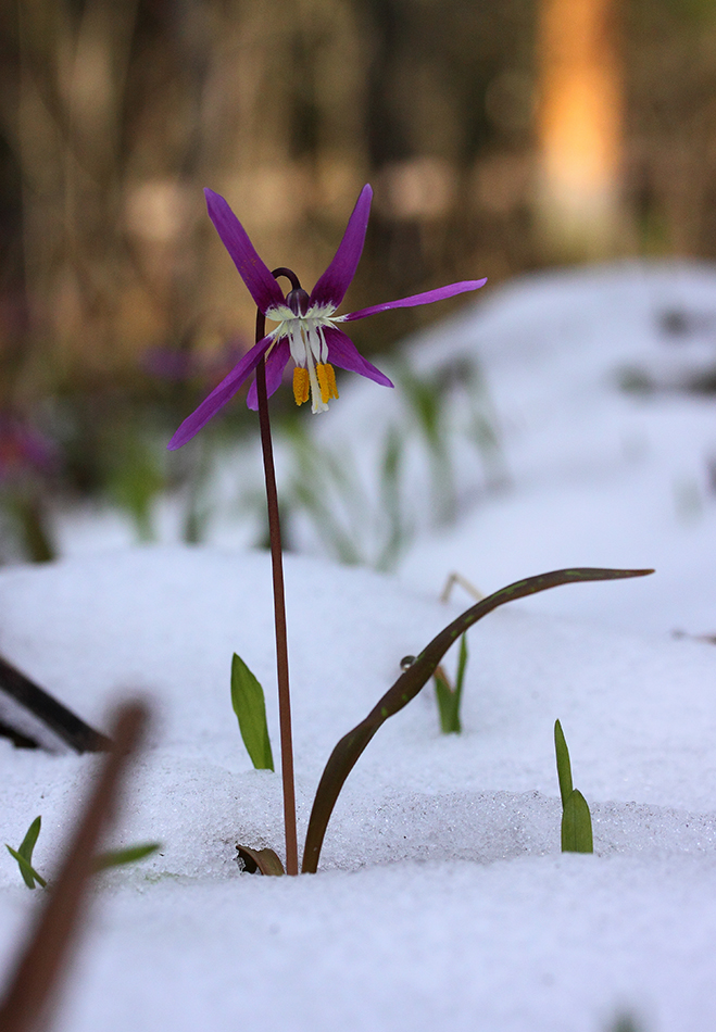 Image of Erythronium sibiricum specimen.