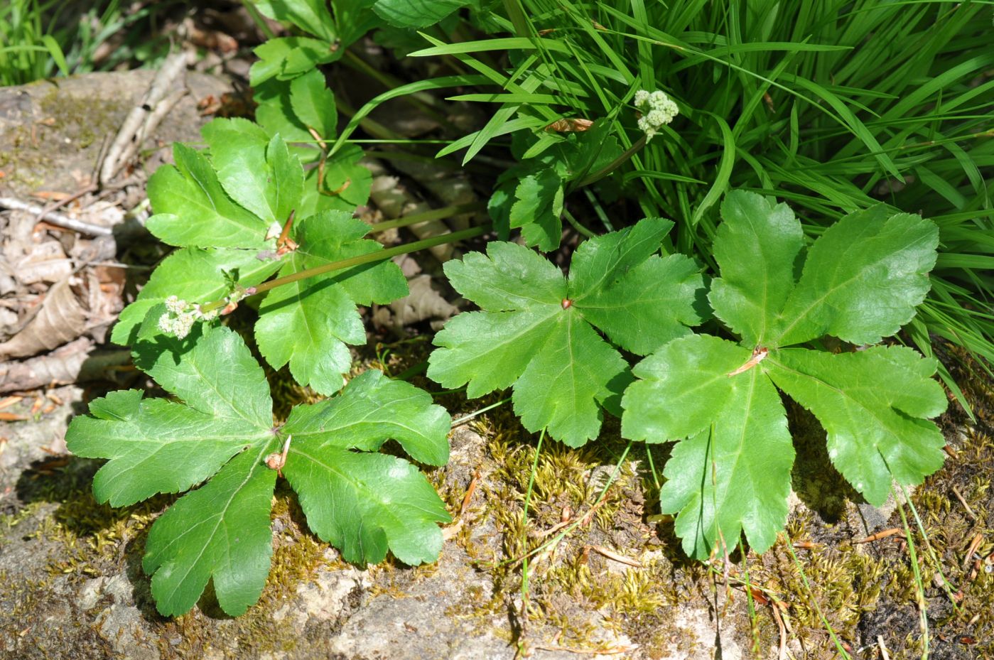 Изображение особи Sanicula europaea.