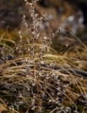 Artemisia frigida. Часть плодоносящего побега прошлого года. Пермский край, Лысьвенский р-н, долина р. Чусовой, крутой склон камня Кирпичный, смешанный лес. 01.05.2018.