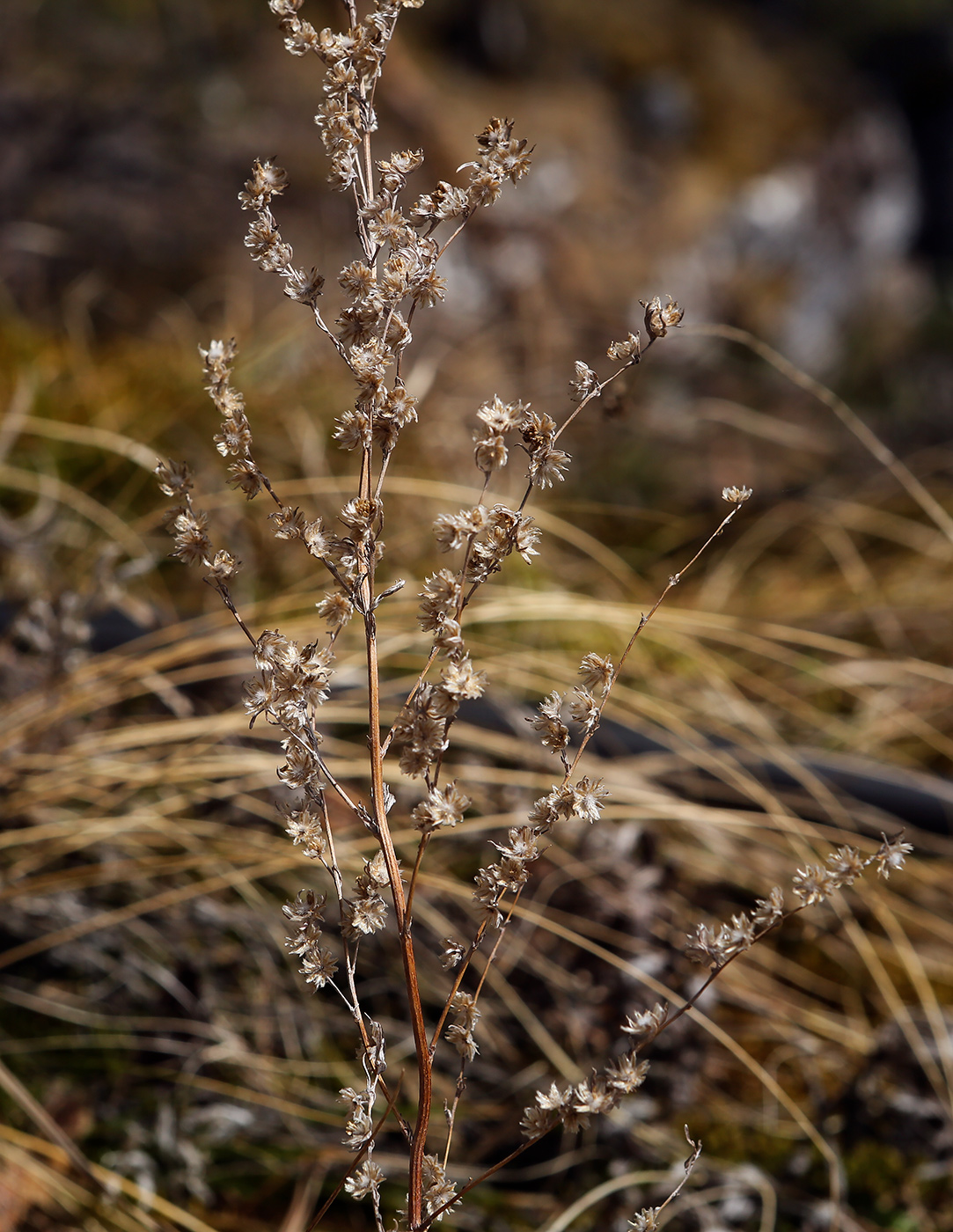 Image of Artemisia frigida specimen.