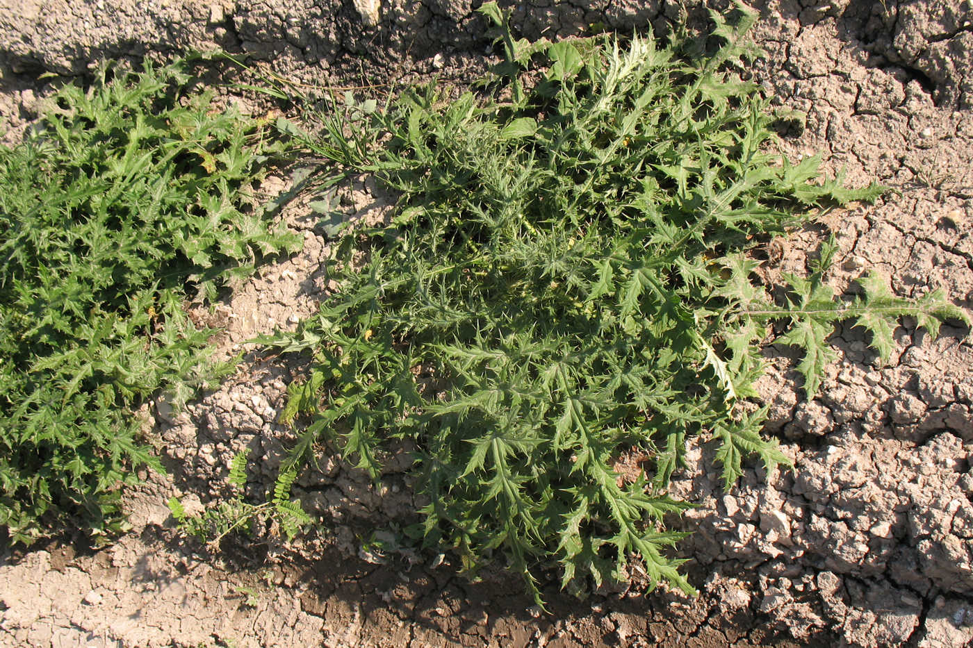 Image of Echinops sphaerocephalus specimen.