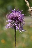 Centaurea scabiosa. Верхушка побега с отцветающим(?) соцветием. Ленинградская обл., Волосовский р-н, верхнее течение р. Оредеж, суходольный луг. 14.07.2018.