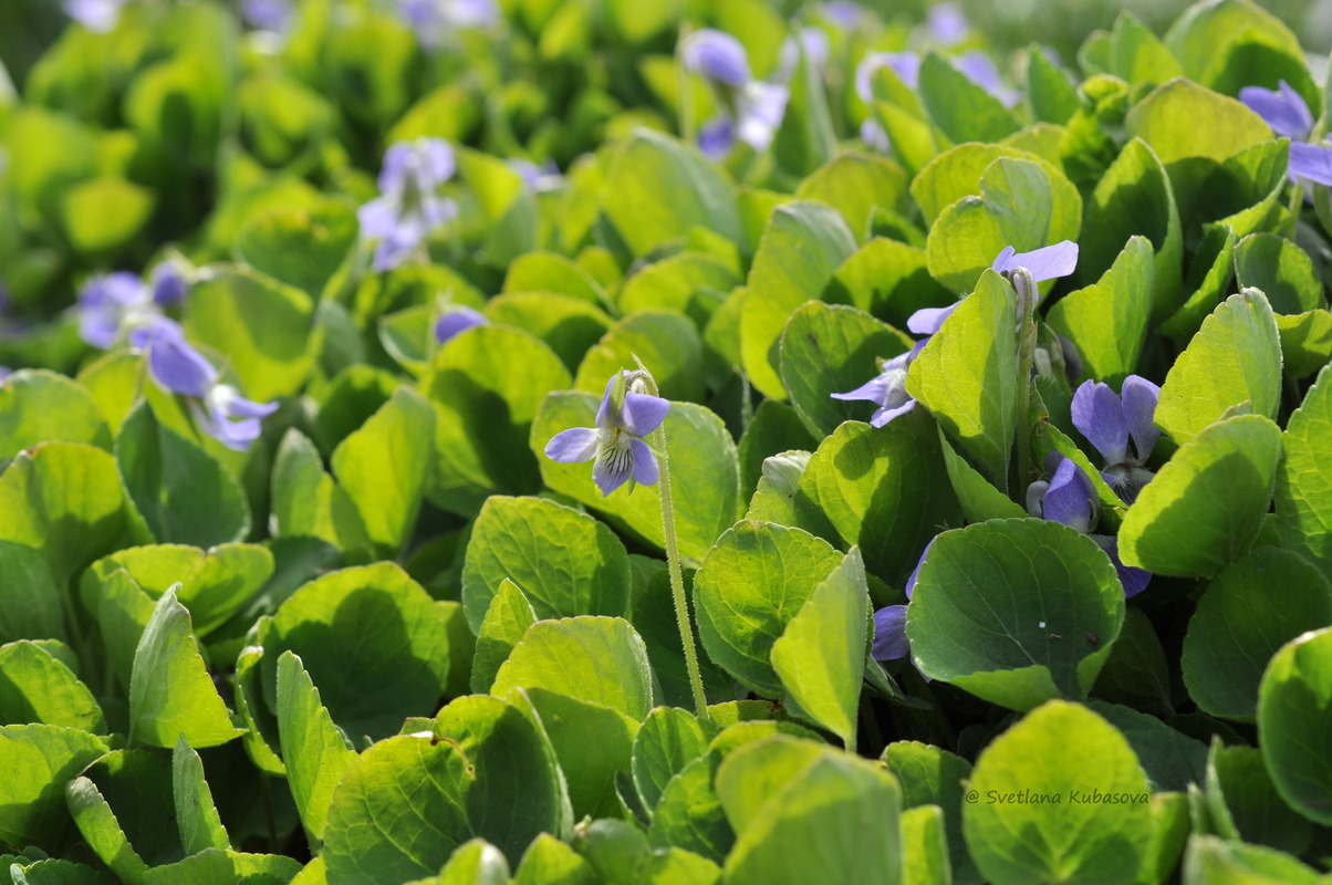 Image of genus Viola specimen.