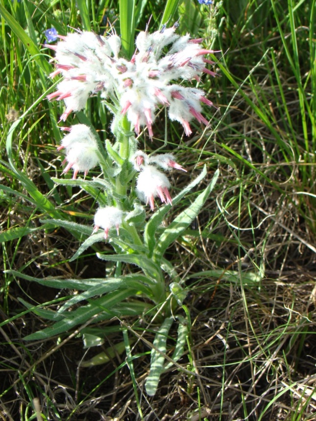 Image of Rindera lanata specimen.