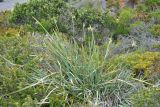 Bobartia longicyma