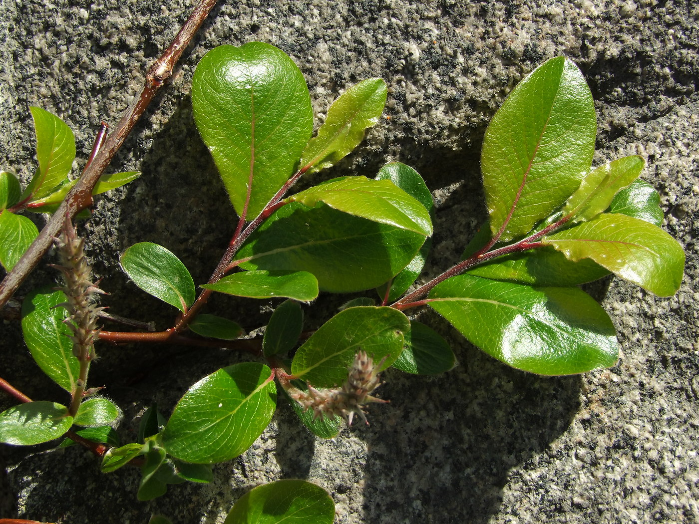 Image of Salix arctica specimen.