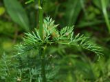 Смотреть изображение Selinum carvifolia