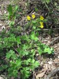 Ranunculus villosus