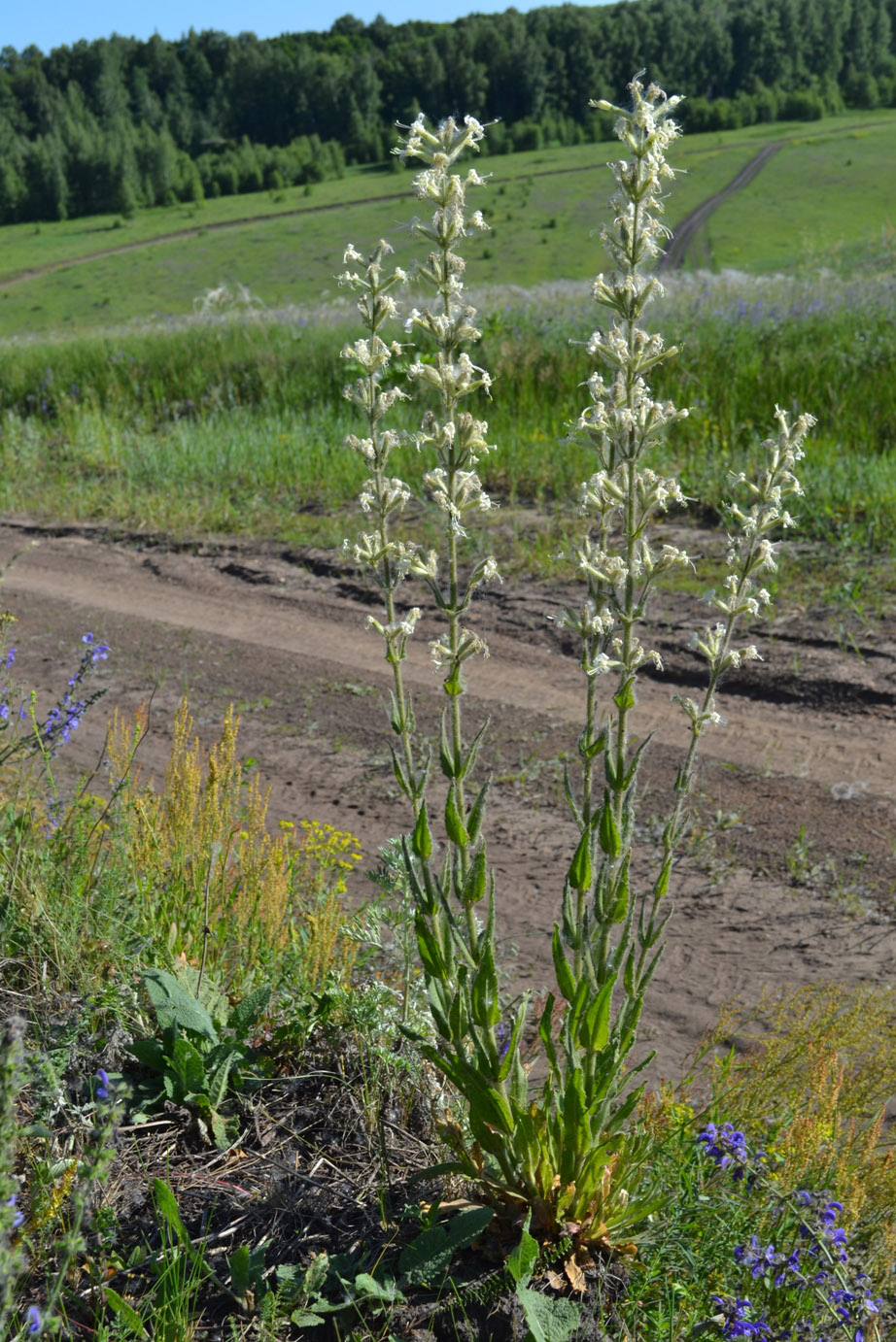 Image of Silene viscosa specimen.