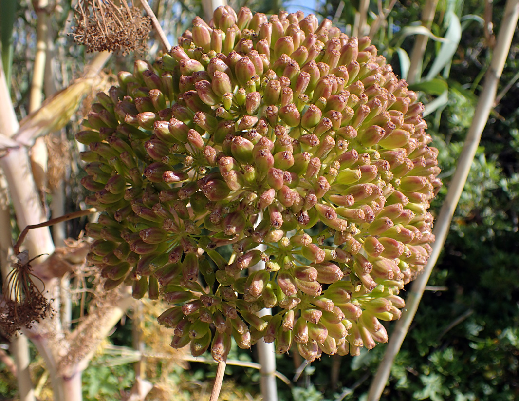 Image of Ferula communis specimen.