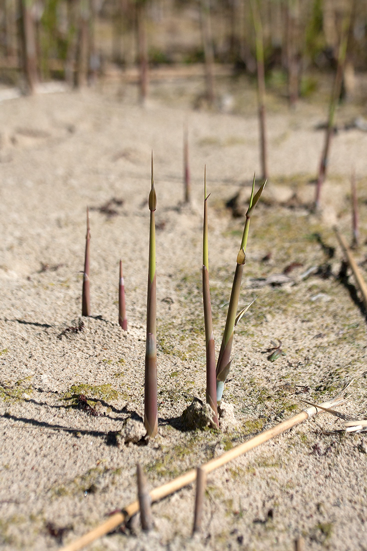 Image of Phragmites australis specimen.