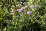 Lomelosia alpestris. Цветущее растение в сообществе с Pedicularis dubia. Кыргызстан, Ошская обл. Заалайский хр., урочище Бордаба, 3460 м н.у.м., высокогорная лугостепь на гребне холма. 19.07.2019.