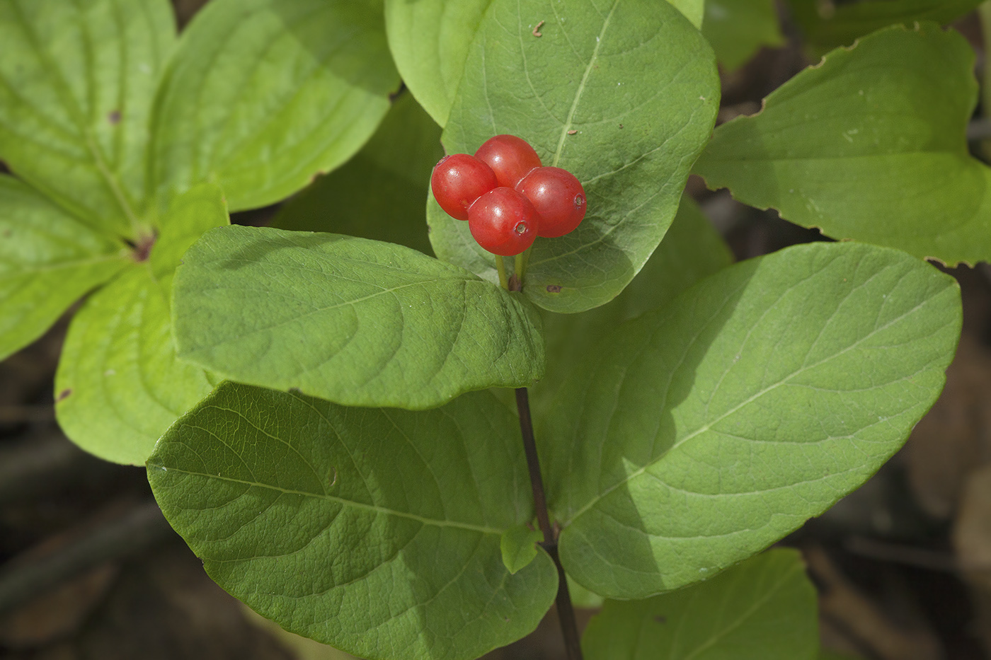 Image of Lonicera chamissoi specimen.