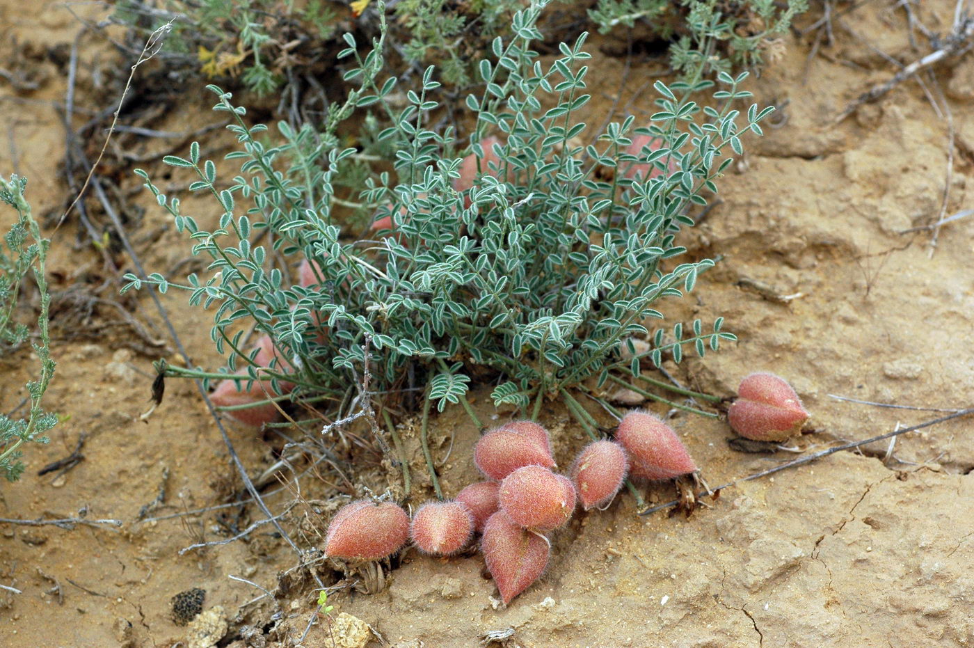 Изображение особи Astragalus pallasii.