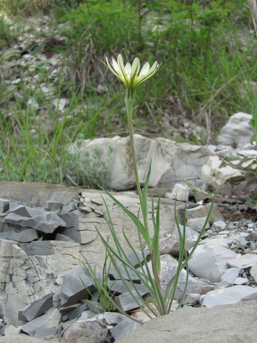 Image of Tragopogon dubius specimen.