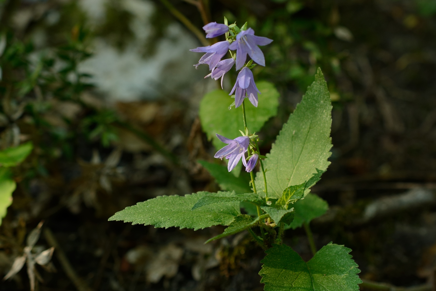 Image of Campanula rapunculoides specimen.