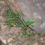 Talinum caffrum. Цветущее растение. Намибия, регион Khoma, ок. 40 км западнее г. Виндхук, \"Eagle Rock Guest Farm\"; плато Khomas, ок. 1900 м н. у. м., саванновое редколесье. 25.02.2020.