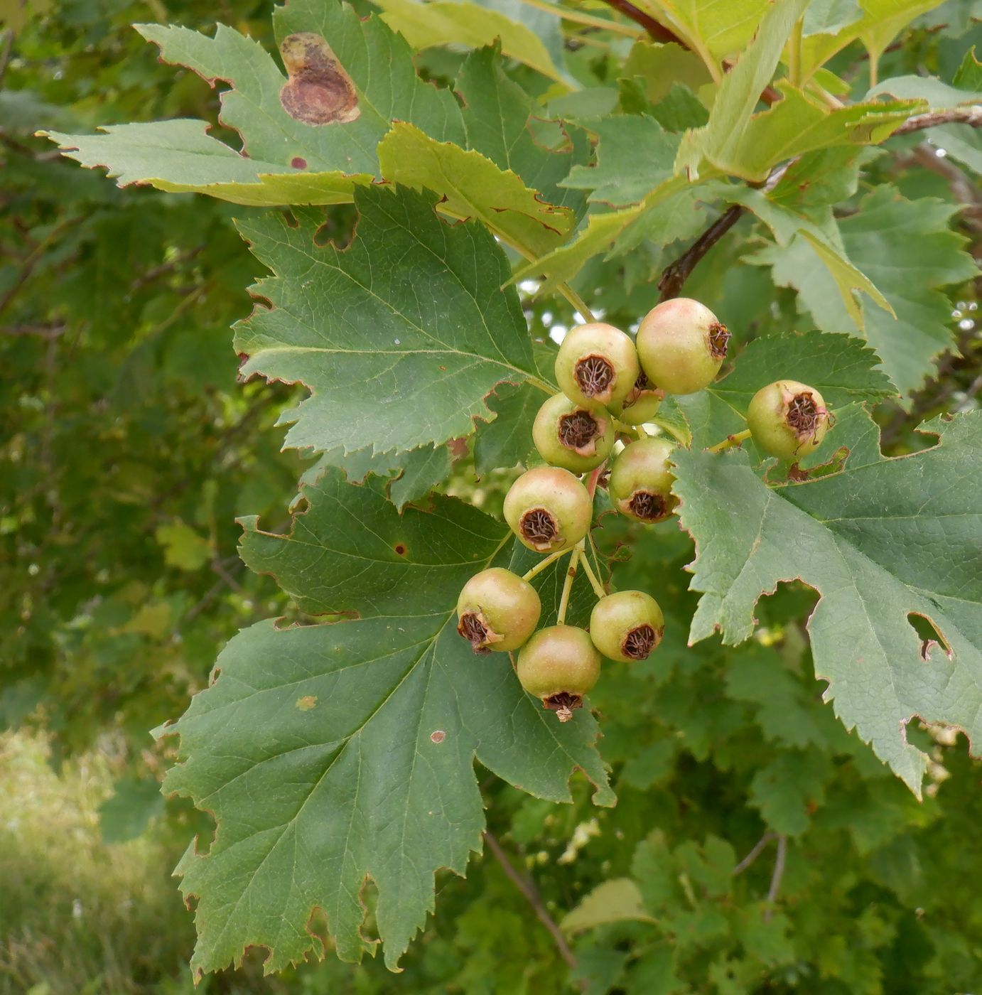 Image of Crataegus chlorocarpa specimen.