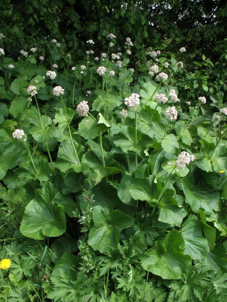 Изображение особи Valeriana alliariifolia.