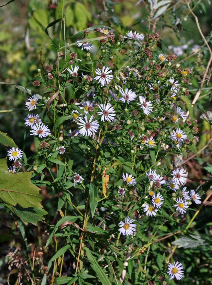 Image of Symphyotrichum novi-belgii specimen.