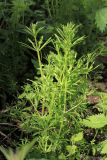 Galium aparine. Вегетирующее растение. Тульская обл., окр. пос. Дубна, долина р. Дубна, заболоченный ольшаник ниже СОТ №3, опушка. 21.05.2020.