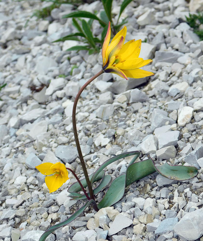 Изображение особи Tulipa australis.