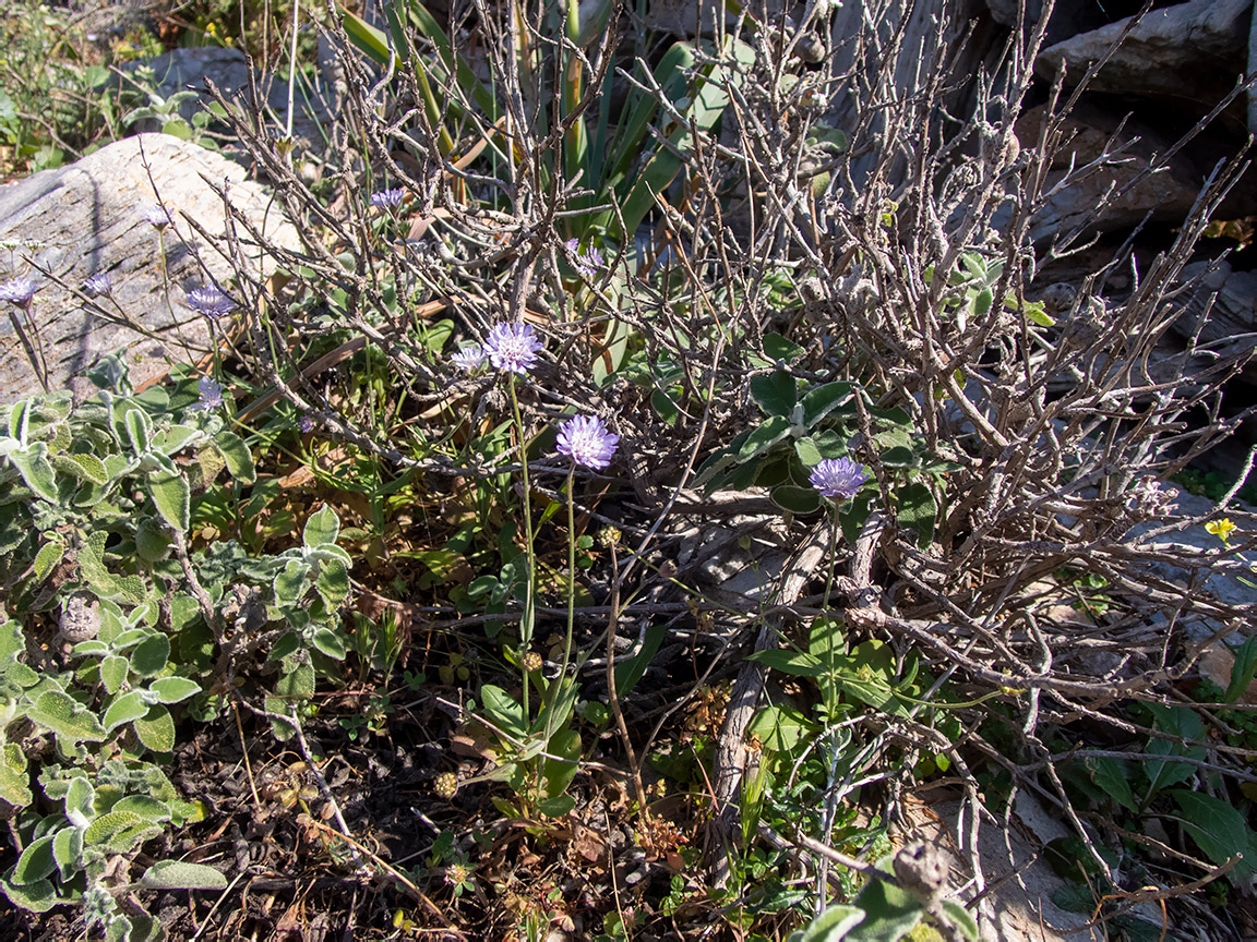 Image of Knautia integrifolia specimen.