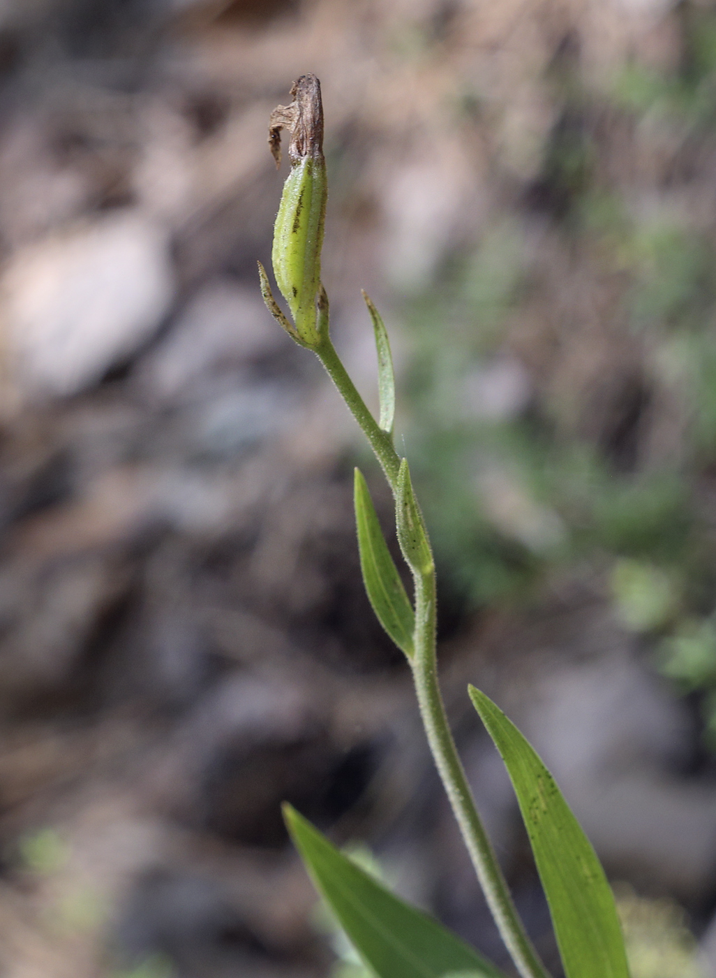 Image of Cephalanthera rubra specimen.