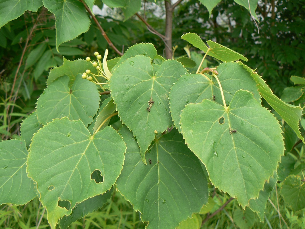 Image of Tilia amurensis specimen.