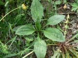 Plantago major. Вегетирующее растение. Хабаровск, ул. Ульяновская, 60, сорное в огороде. 30.05.2011.