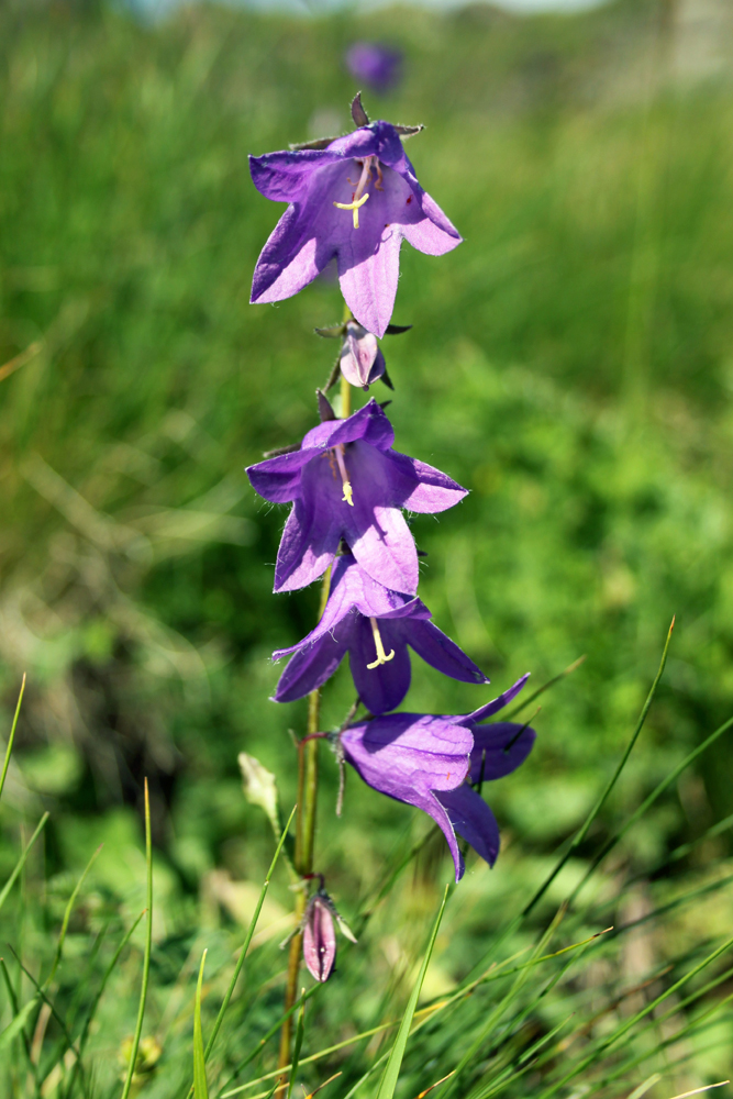 Image of genus Campanula specimen.