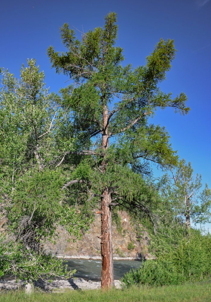 Изображение особи Larix sibirica.