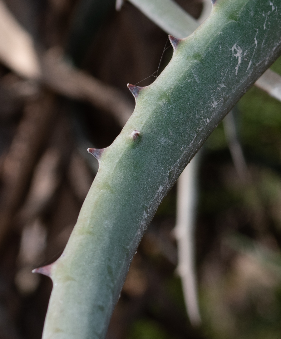 Изображение особи Aloe africana.