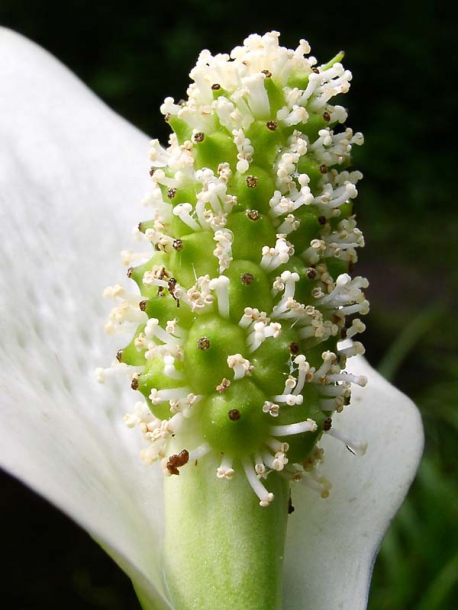 Изображение особи Calla palustris.