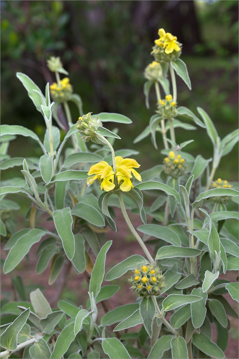 Image of Phlomis fruticosa specimen.