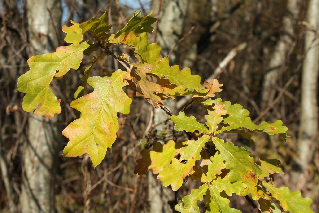 Image of Quercus robur specimen.