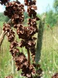 Rumex crispus. Часть соплодия (справа - соцветие Phleum). Хабаровск, за 1-й краевой больницей. 26.07.2011.