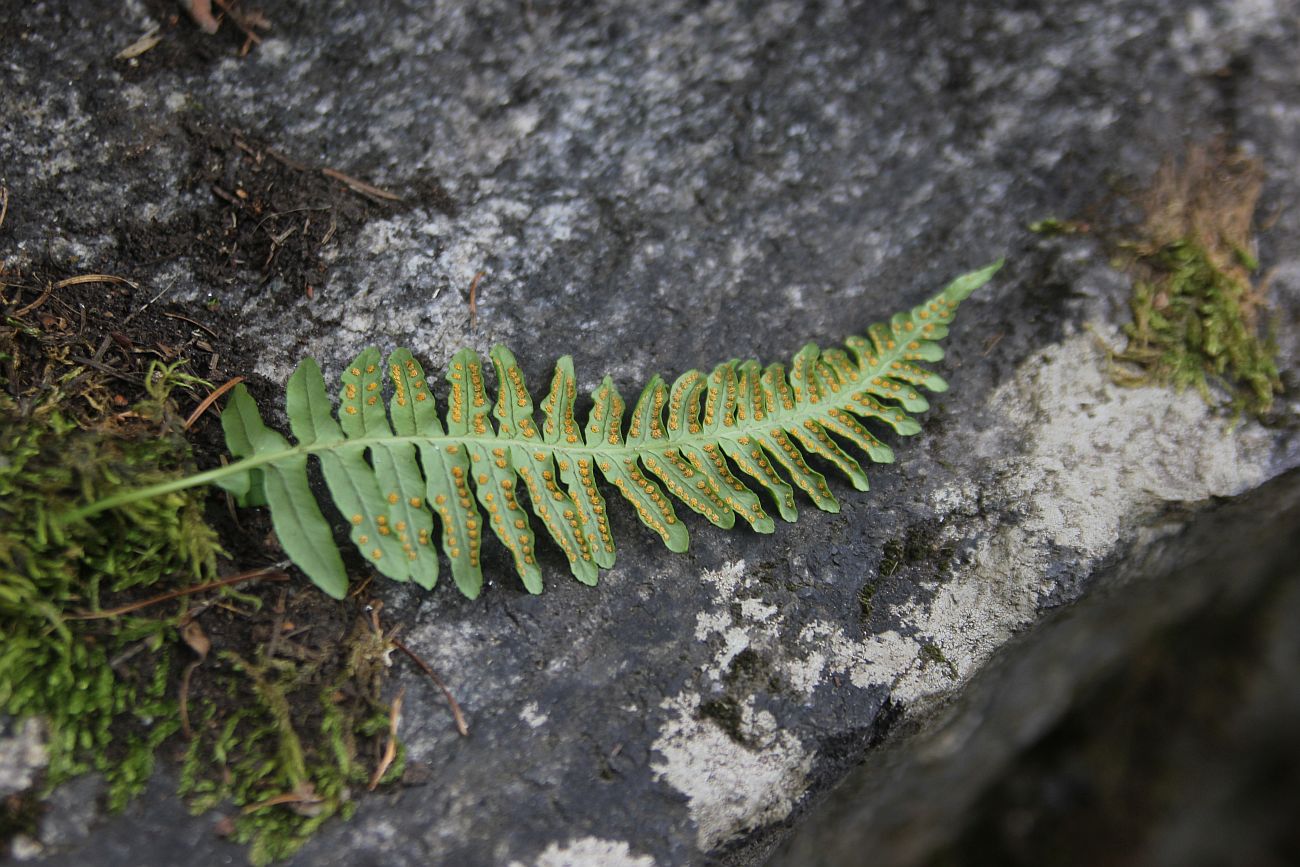 Image of Polypodium vulgare specimen.