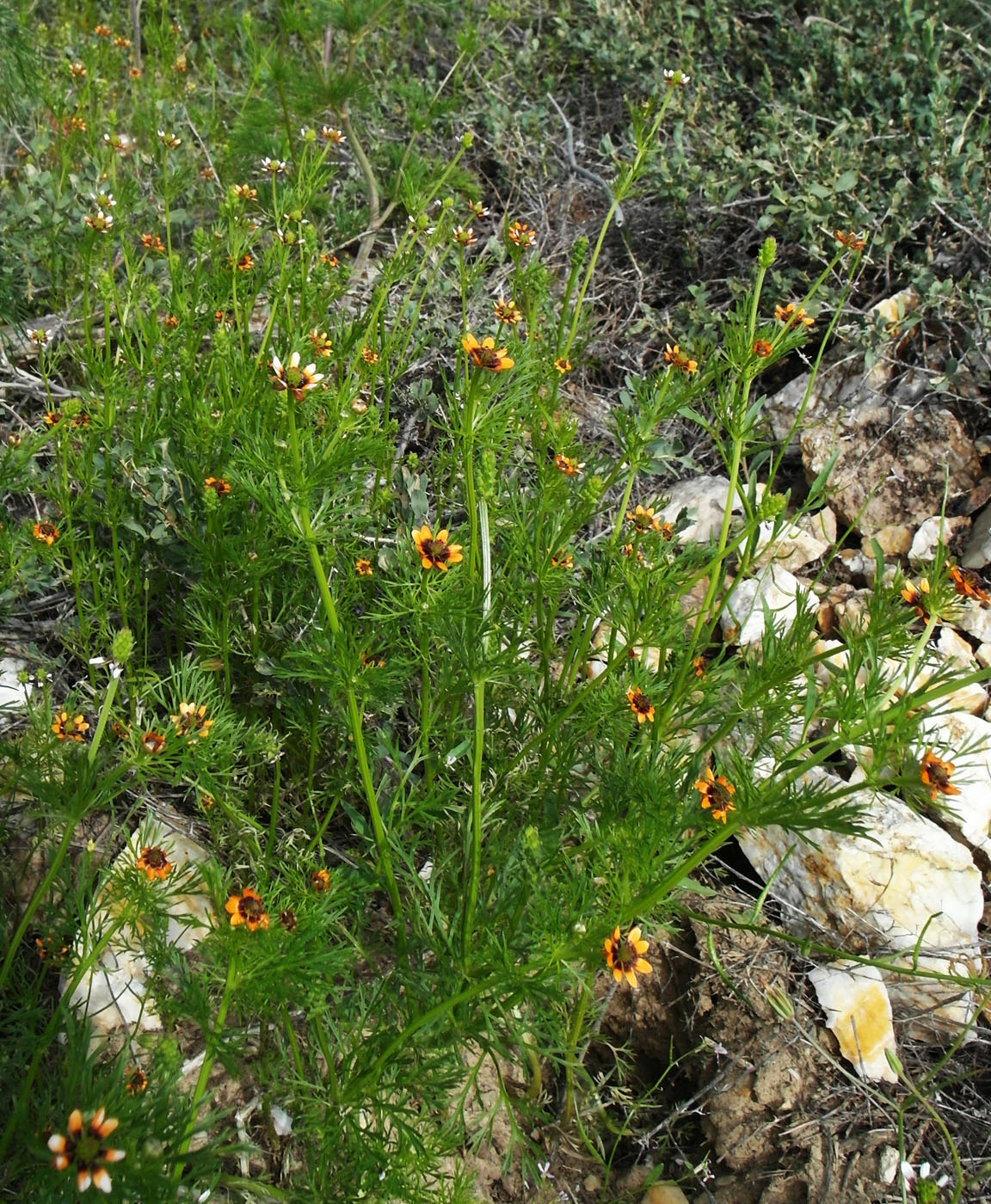 Image of Adonis parviflora specimen.